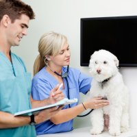 Veterinary Assistant